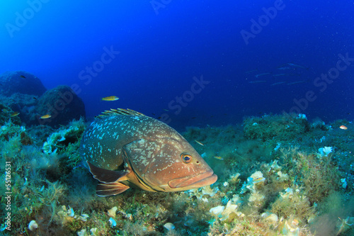 Dusky Grouper fish in Mediterranean Sea © Richard Carey