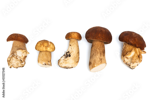 Fresh and beautiful mushrooms