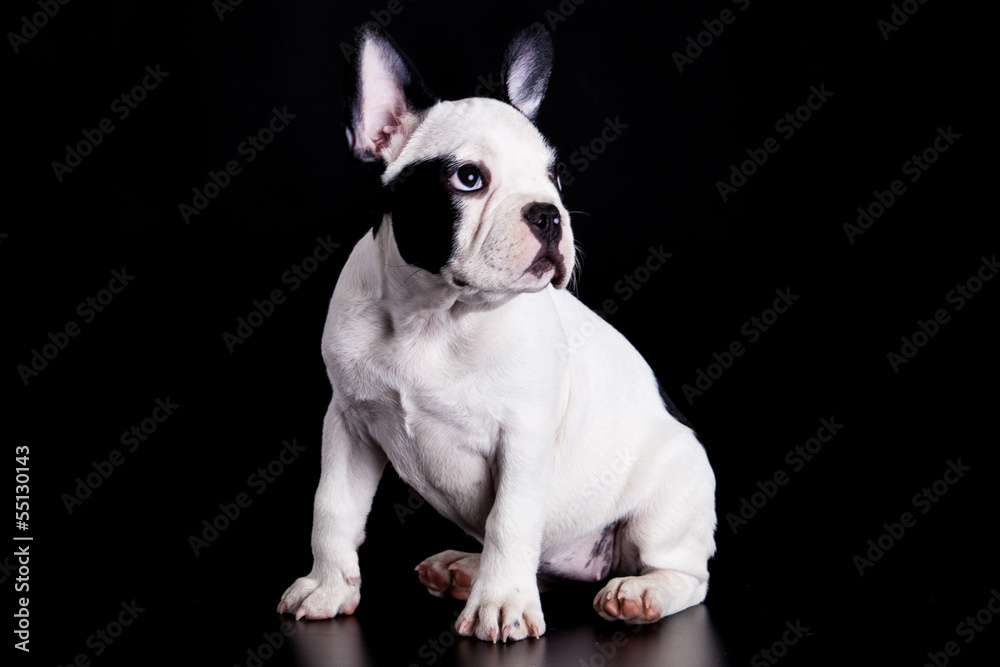 french bulldog on black background .