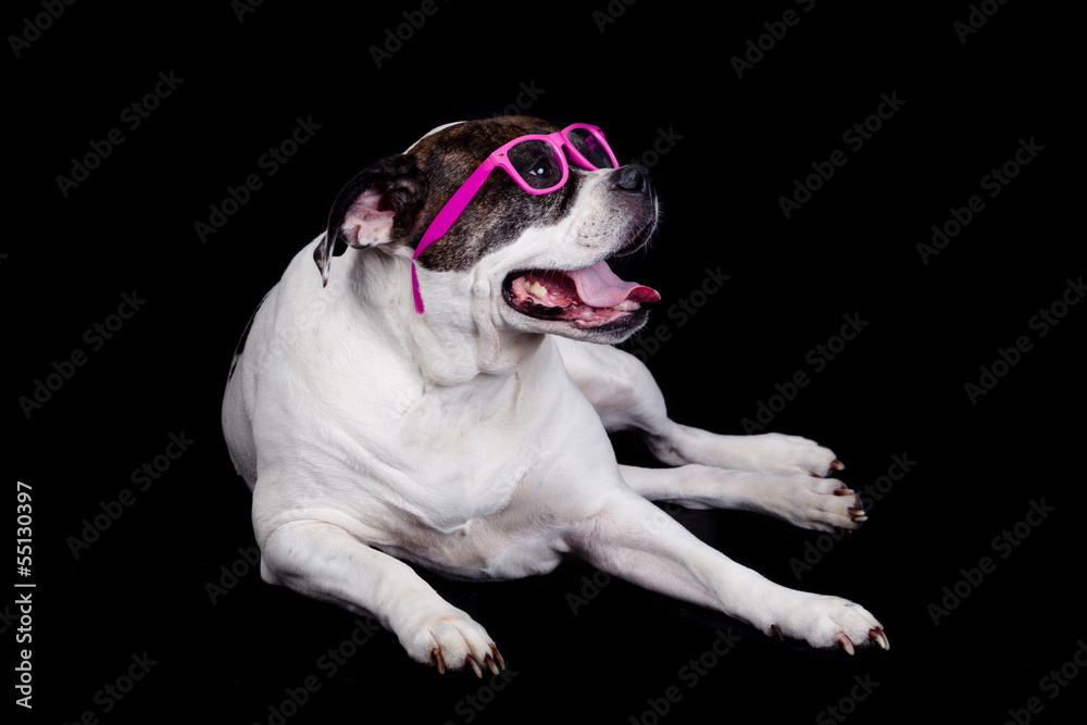  Dog with glasses on black  background. american bulldog wearing
