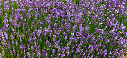 Fototapeta Naklejka Na Ścianę i Meble -  Lavendel in der Provence