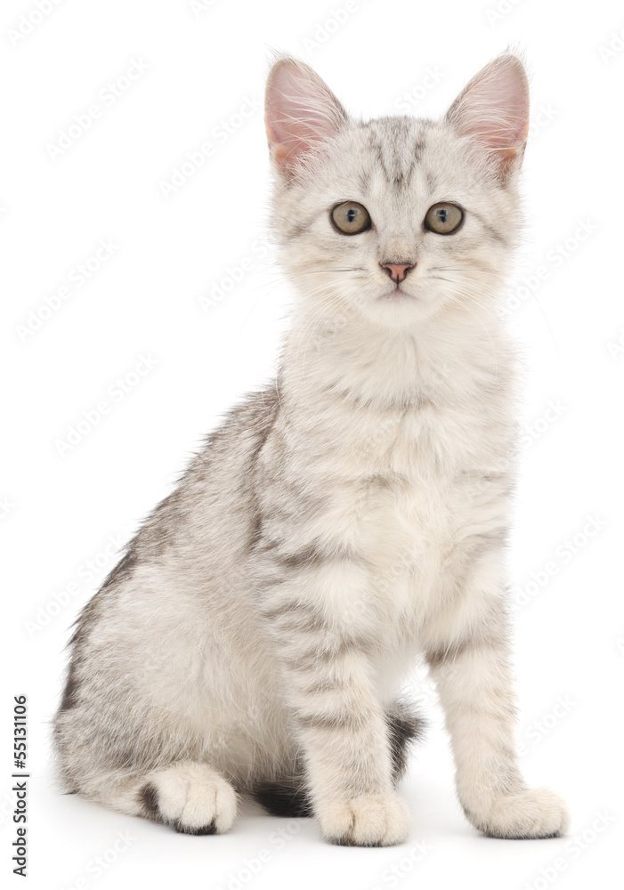 Obraz premium Kitten on a white background