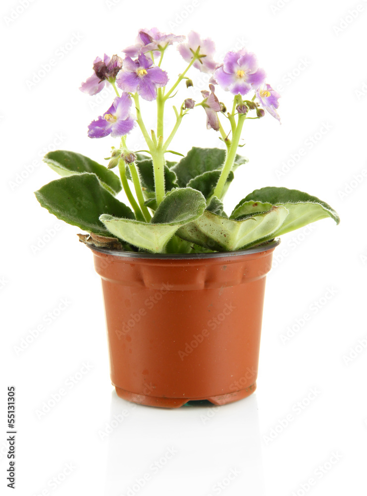Beautiful flower in pot isolated on white