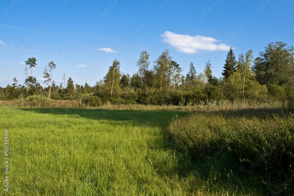 Fototapeta premium Green Field and Forrest