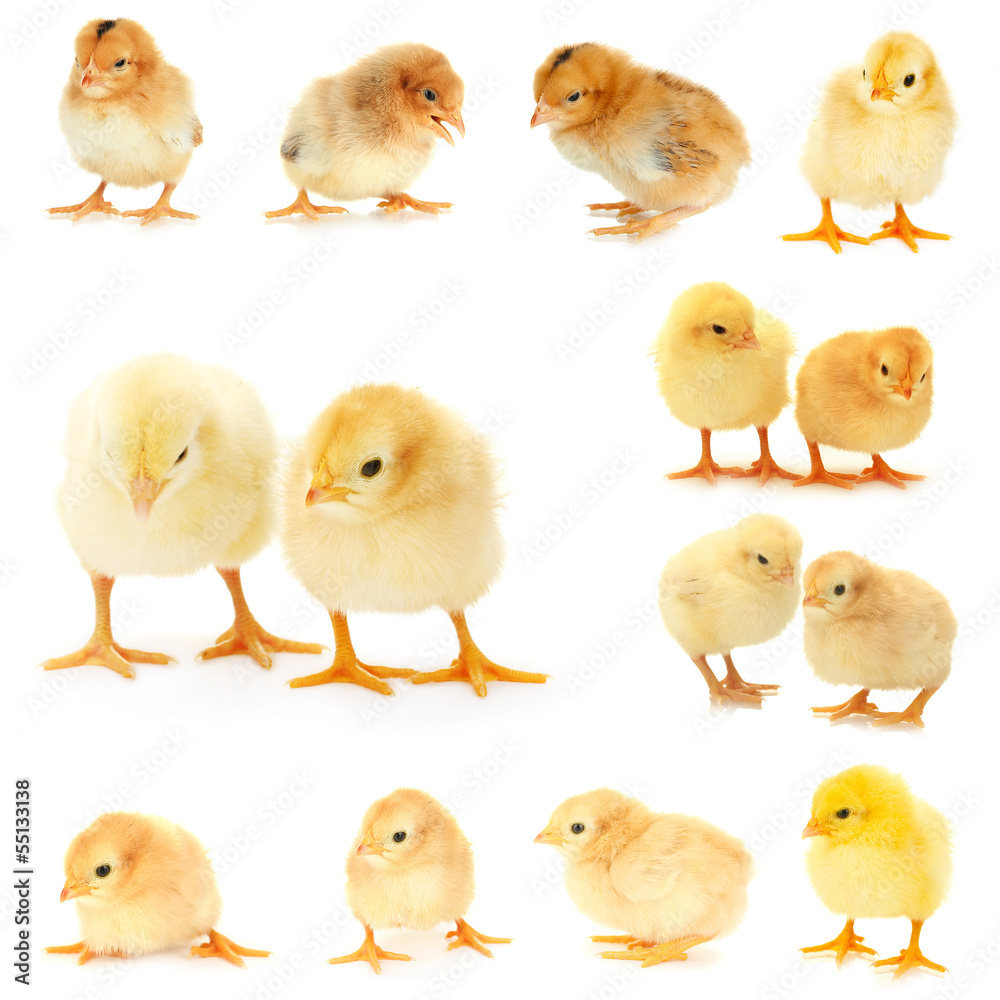 Collage of  beautiful little chickens