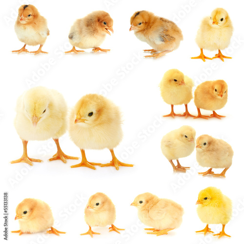 Collage of  beautiful little chickens
