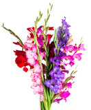multicolored flowers gladiolus