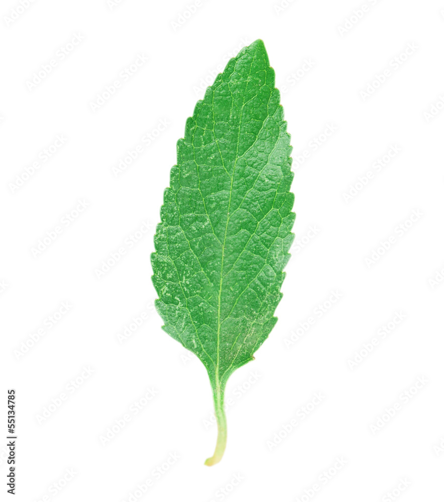 cherry leaf cherry leaf