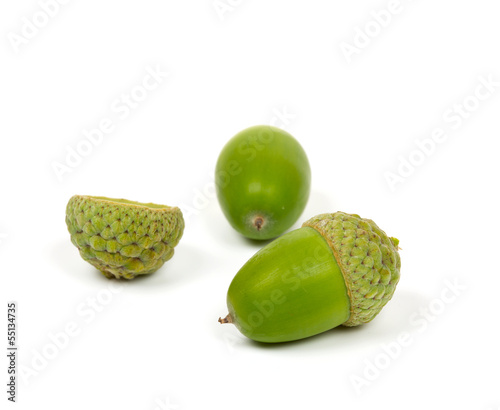 acorns isolated on white