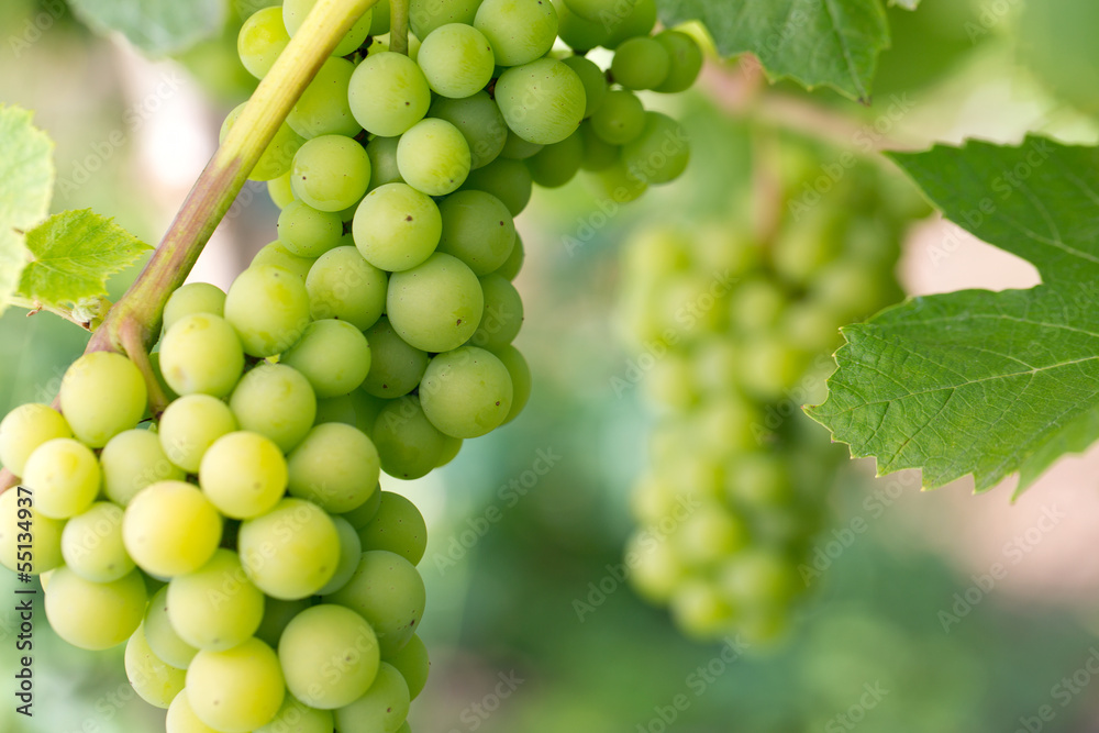 green grapes growing