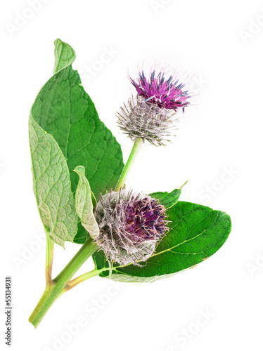 Fotografie agrimony