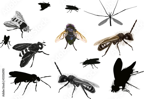 isolated dipterous insects collection