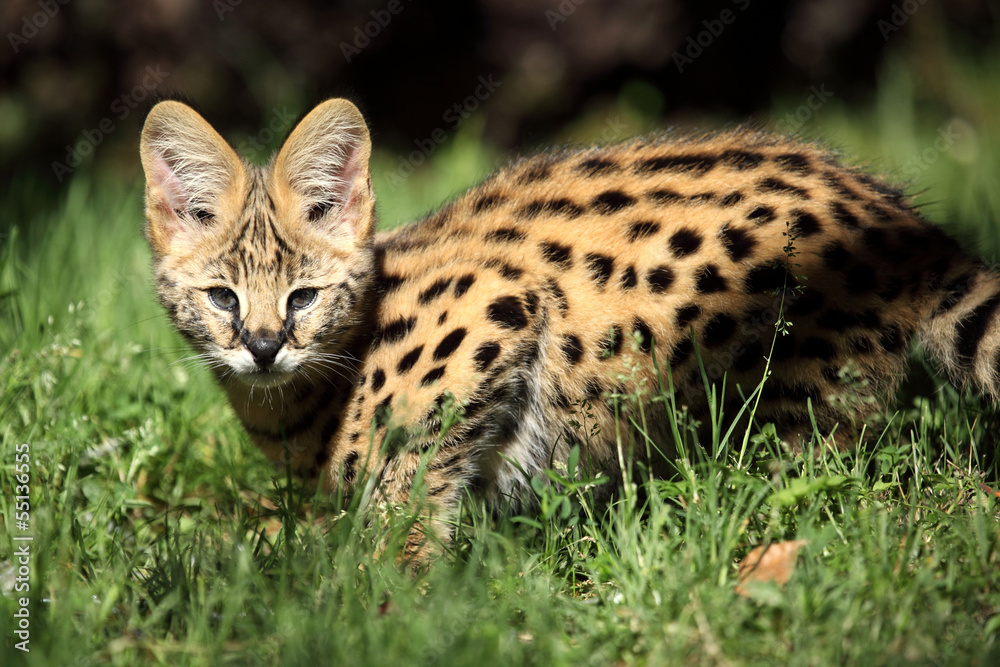 serval serval