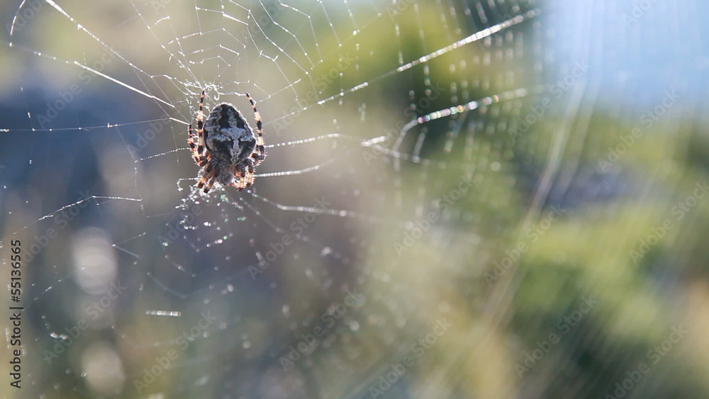 Big spider seats on the web in summer morning Big spider seats on the web in summer morning
