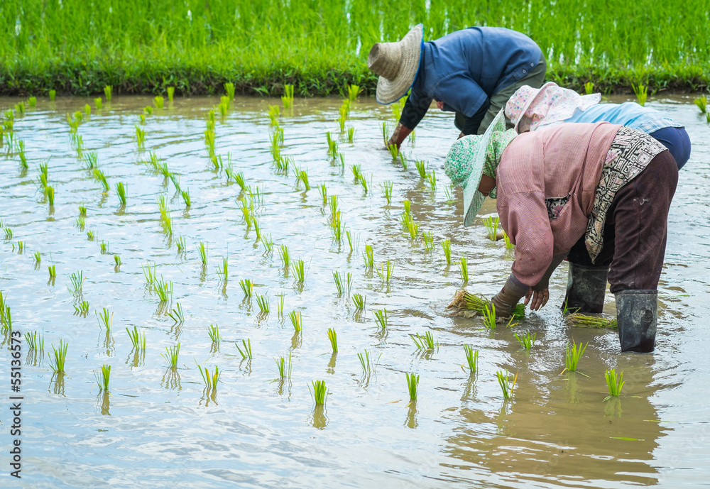 farmer transplant rice seedlings in rice field farmer transplant rice seedlings in rice field
