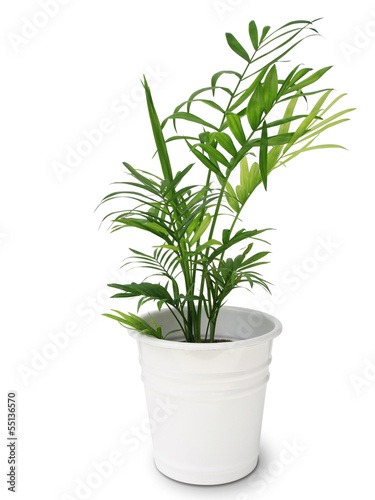bamboo palm