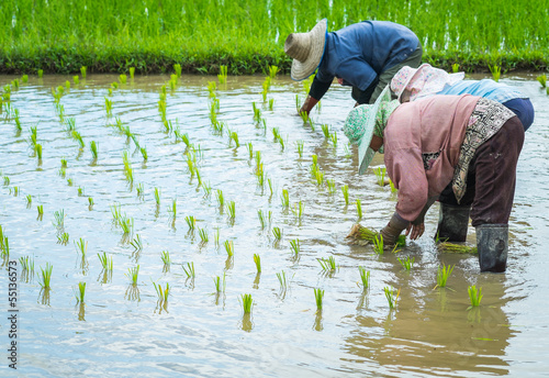 farmer transplant rice seedlings in rice field