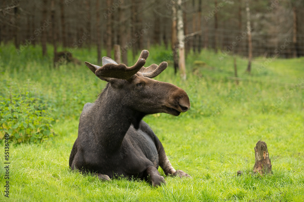 Fototapeta premium Elk in the woods