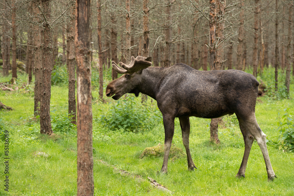 Moose in the woods Moose in the woods