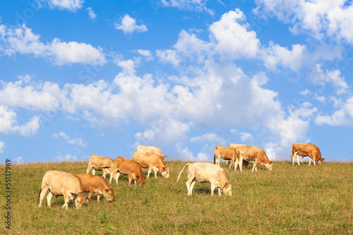  Cows wearing bells are grazing in a beautiful green meadow in t