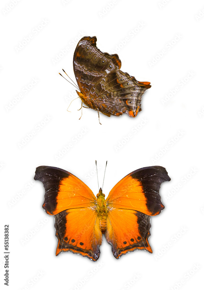 Obraz premium The Wizard Butterfly