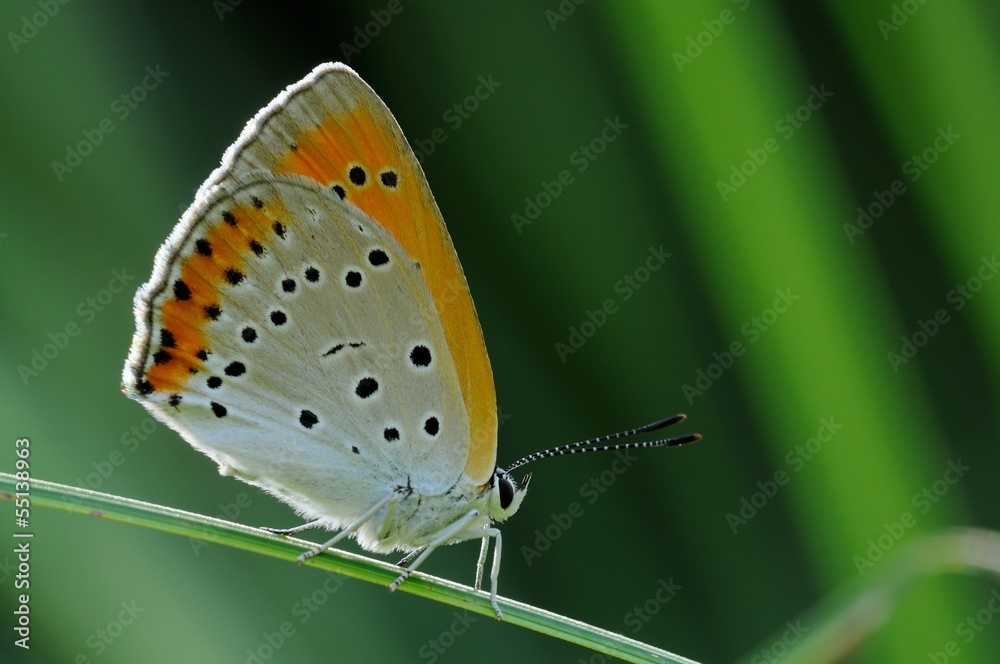 Obraz premium Lycaena dispar