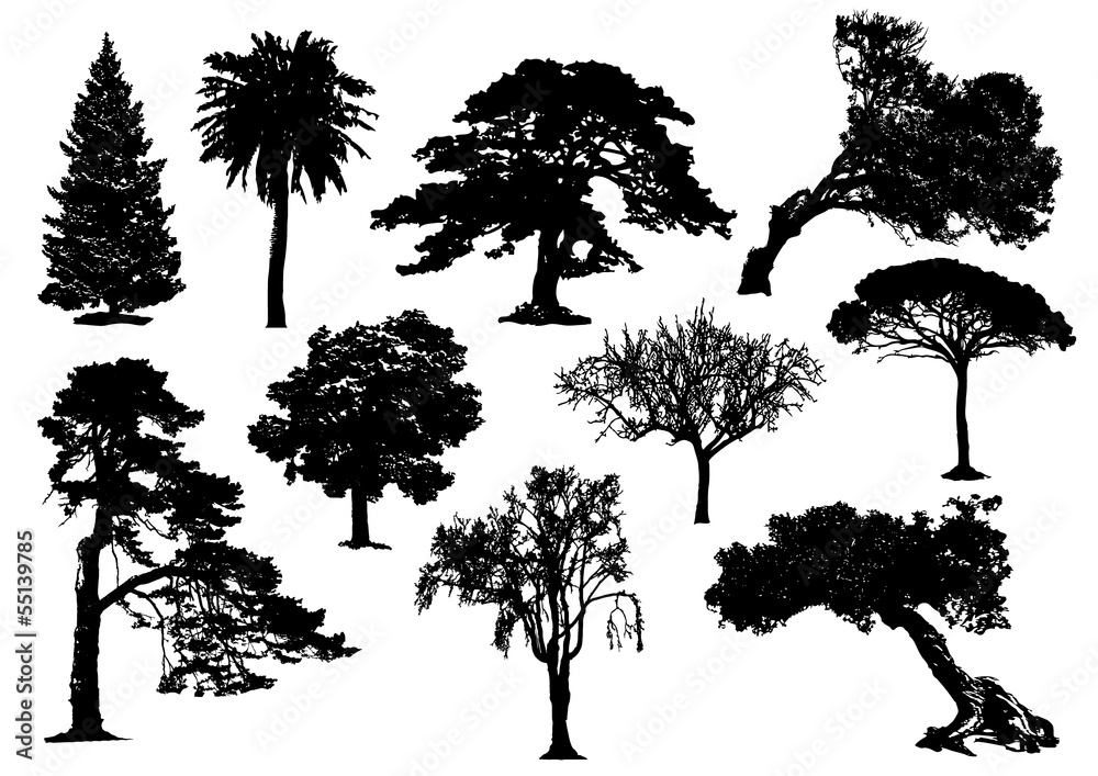 Fototapeta premium trees silhouette 001