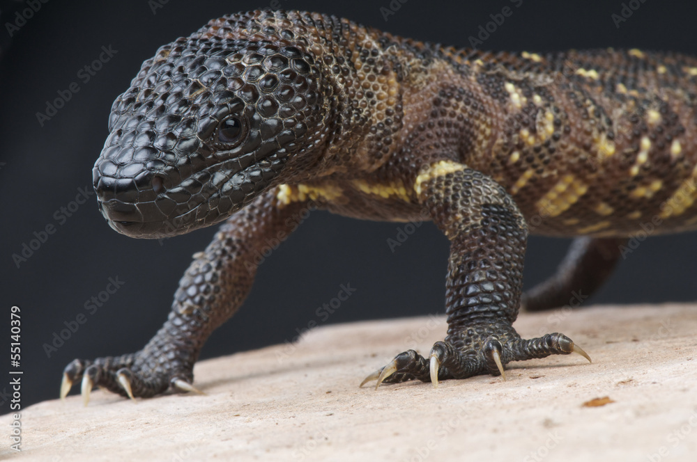 Beaded lizard / Heloderma horridum Beaded lizard / Heloderma horridum