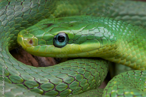 Emerald rat snake / Rhadinophis prasinum photo