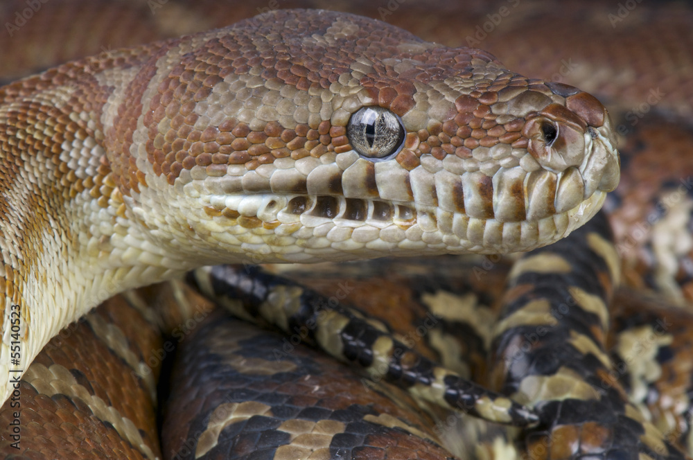 Bredl's python / Morelia bredli Stock 写真 | Adobe Stock