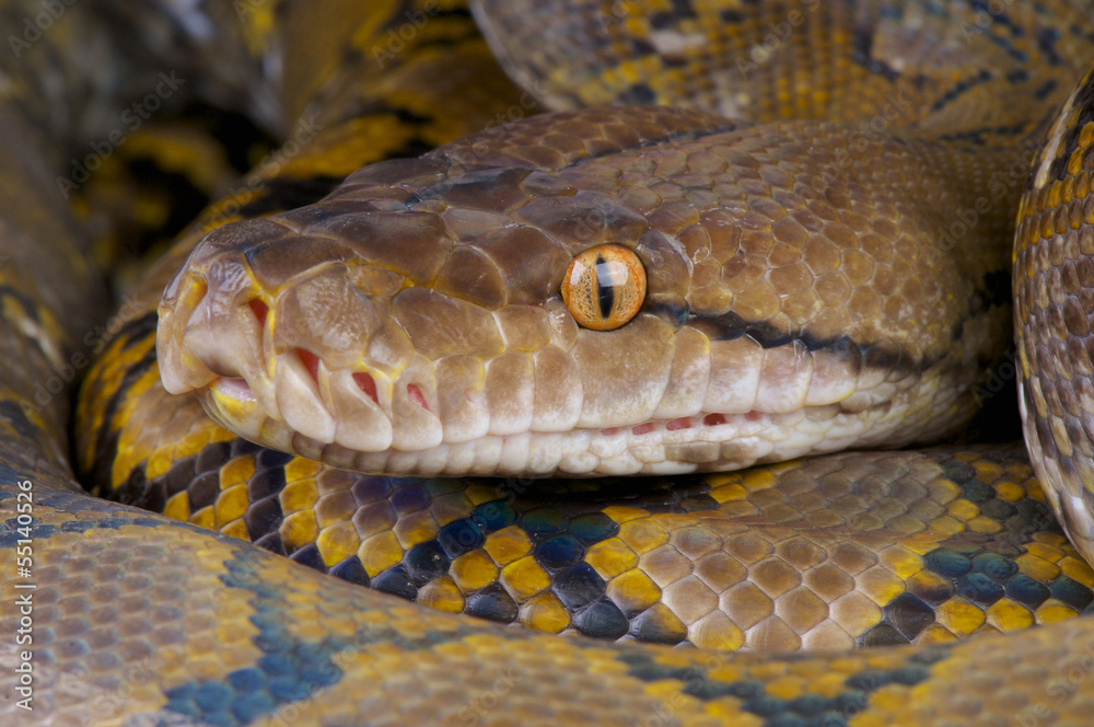 Fototapeta premium Reticulated python / Python reticulates