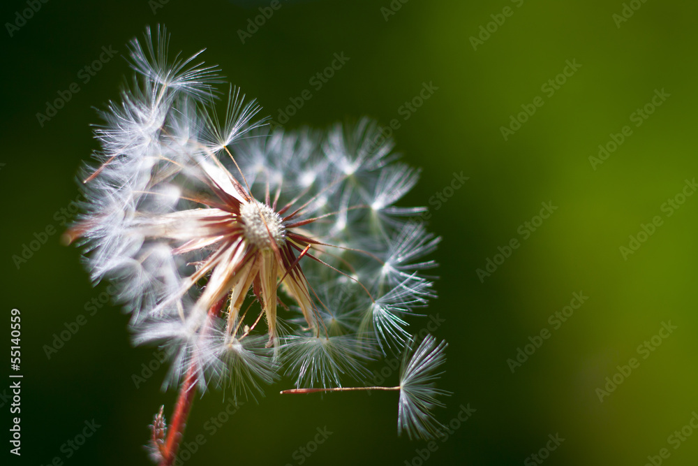 Fototapeta premium Dandelion flower. Close-up