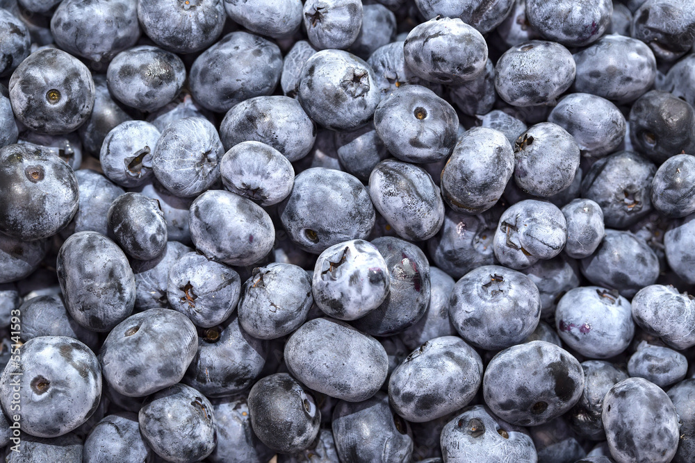 blueberry background blueberry background