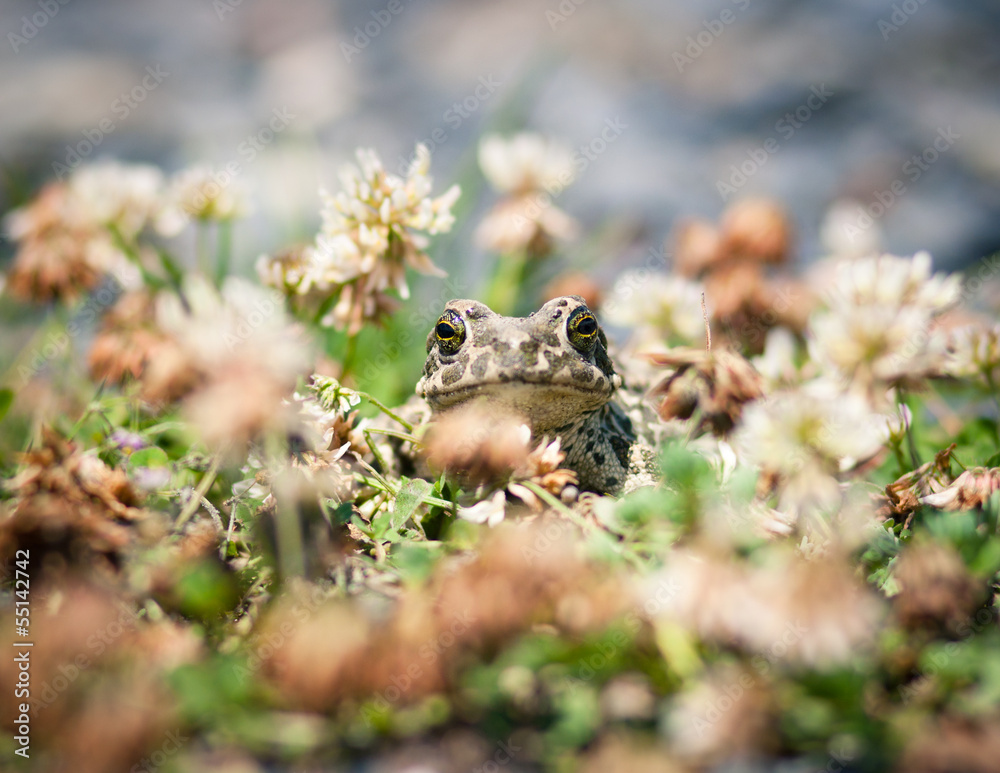 Closeup of a common toad (bufo bufo) Closeup of a common toad (bufo bufo)