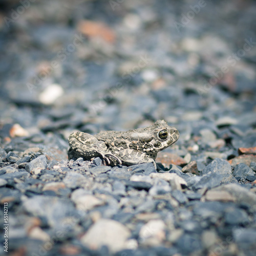 Closeup of a common toad (bufo bufo)