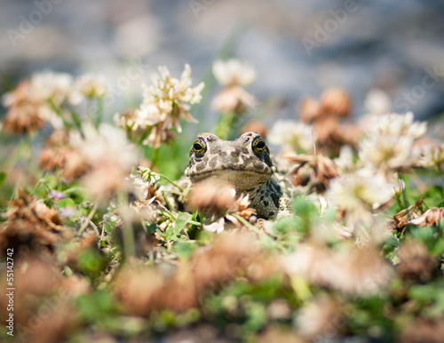 Closeup of a common toad (bufo bufo) © Aubord Dulac