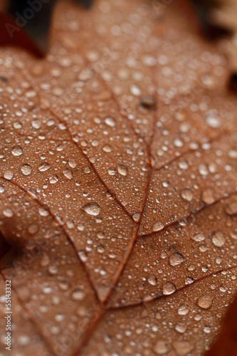 Fallen leaves covered with raindrops