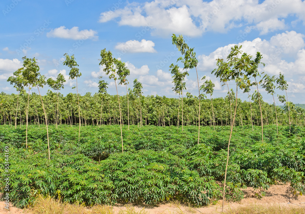 Cassava and rubber plantation in blue sky