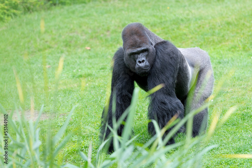 Gorilla