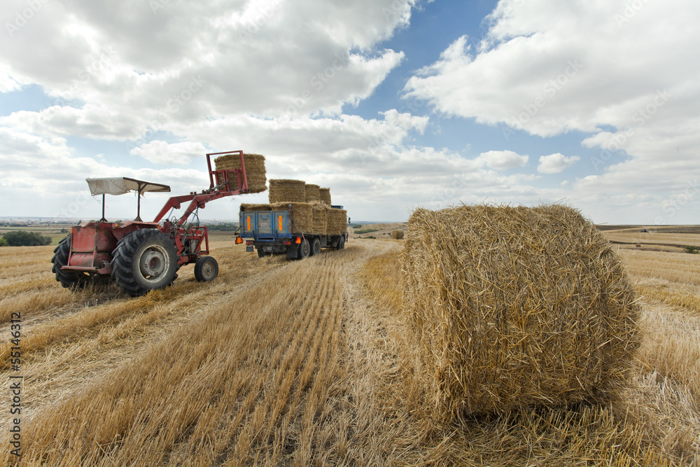 Fototapeta premium Tractor in Harvesting Time