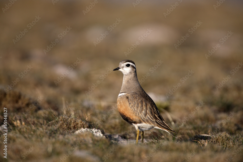 Dotterel, Charadius morinellas Dotterel, Charadius morinellas