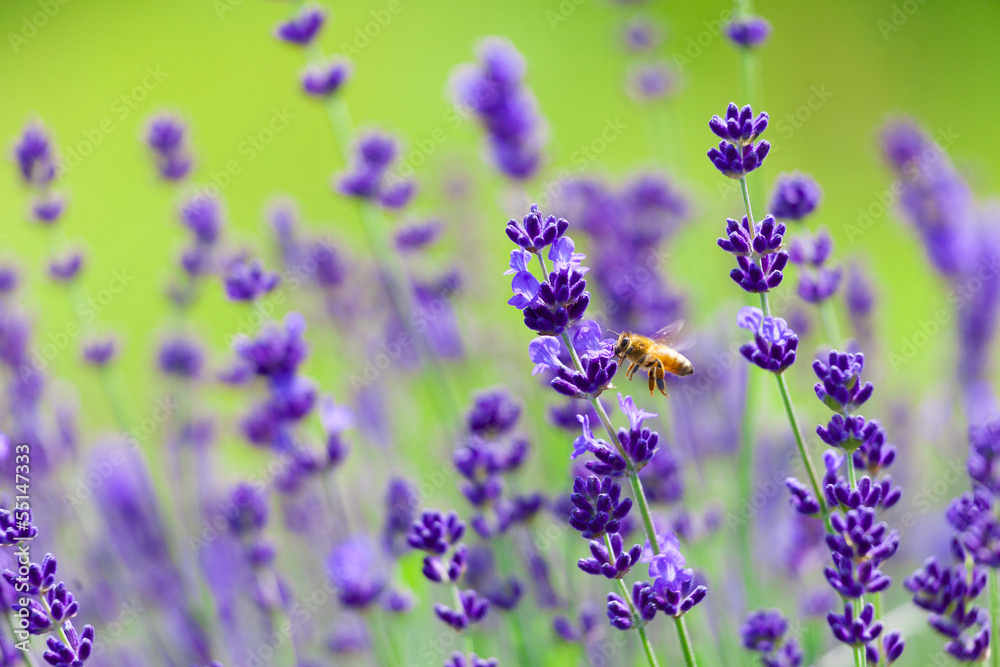 Naklejka premium ラベンダーとミツバチ