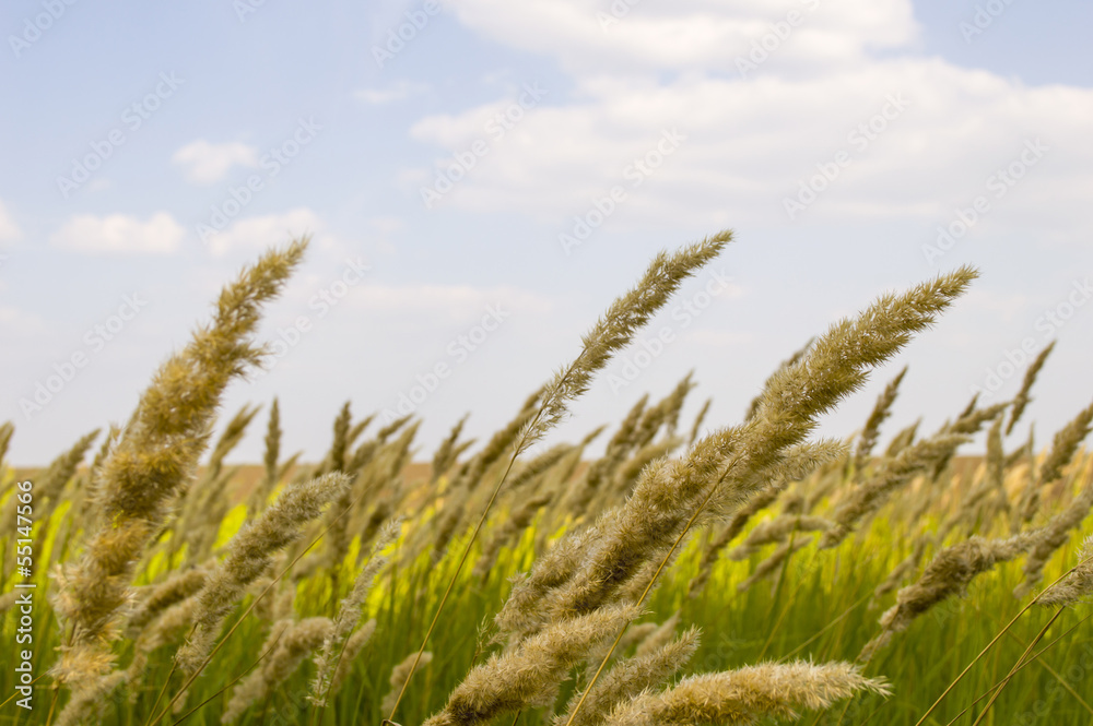 Fototapeta premium Field and grass close-up