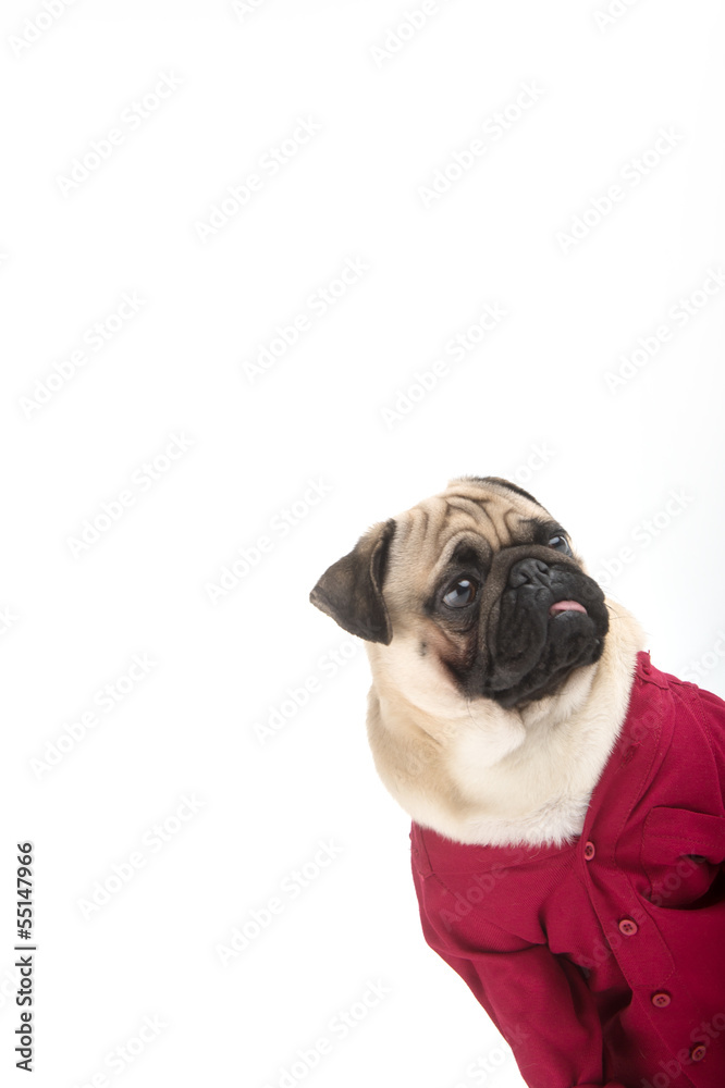 Funny pug in red. Funny dog in red clothing looking away while s