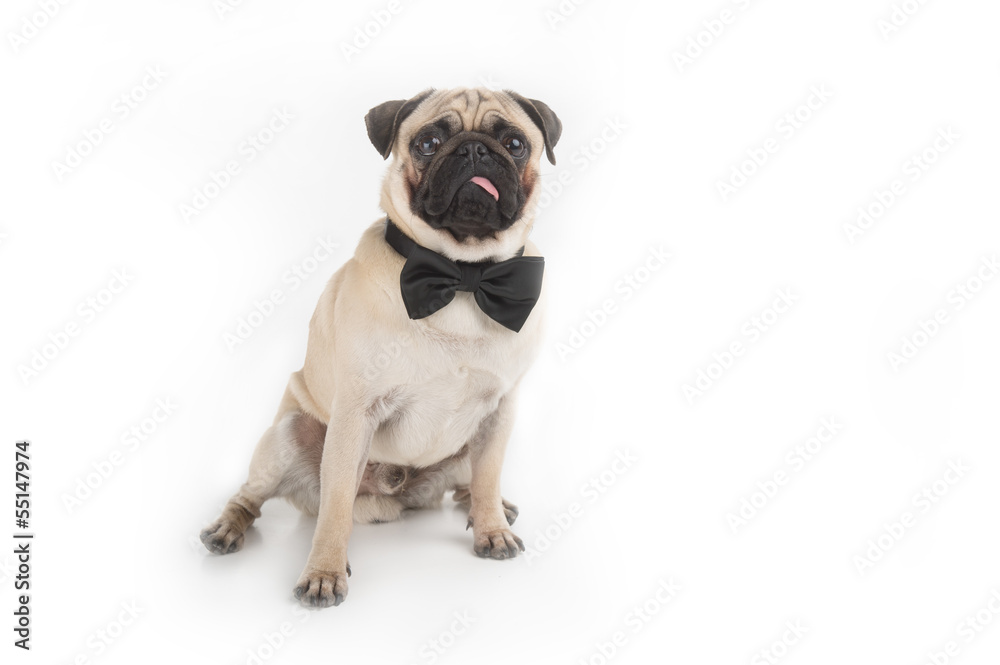 Dog in bow tie. Funny dog in bow tie looking at camera while iso