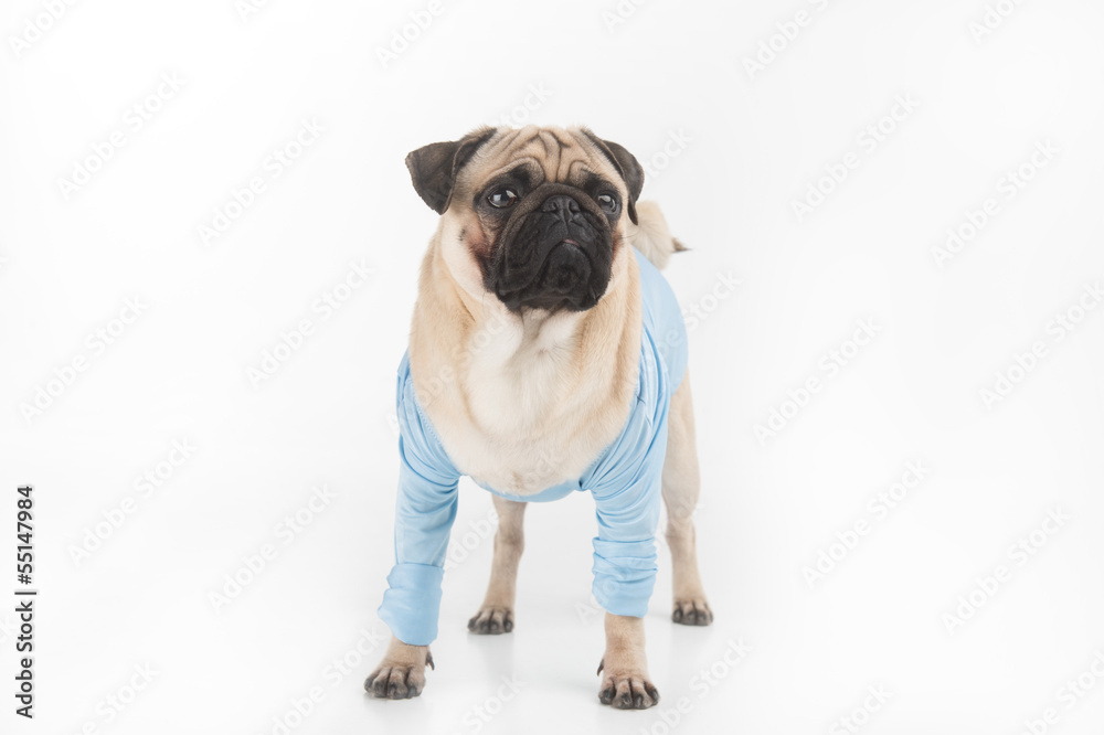 Fashion dog. Funny dog in blue clothing standing isolated on whi