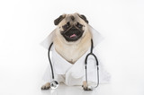 Doctor Dog. Funny dog in white lab coat and stethoscope sitting