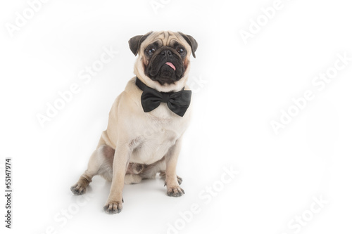 Dog in bow tie. Funny dog in bow tie looking at camera while iso © BlueSkyImages