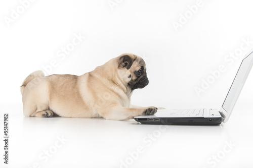 Dog working at the computer. Side view of funny dog using comput © BlueSkyImages