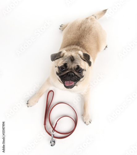 Lets go for a walk! Top view of funny dog lying down near the do